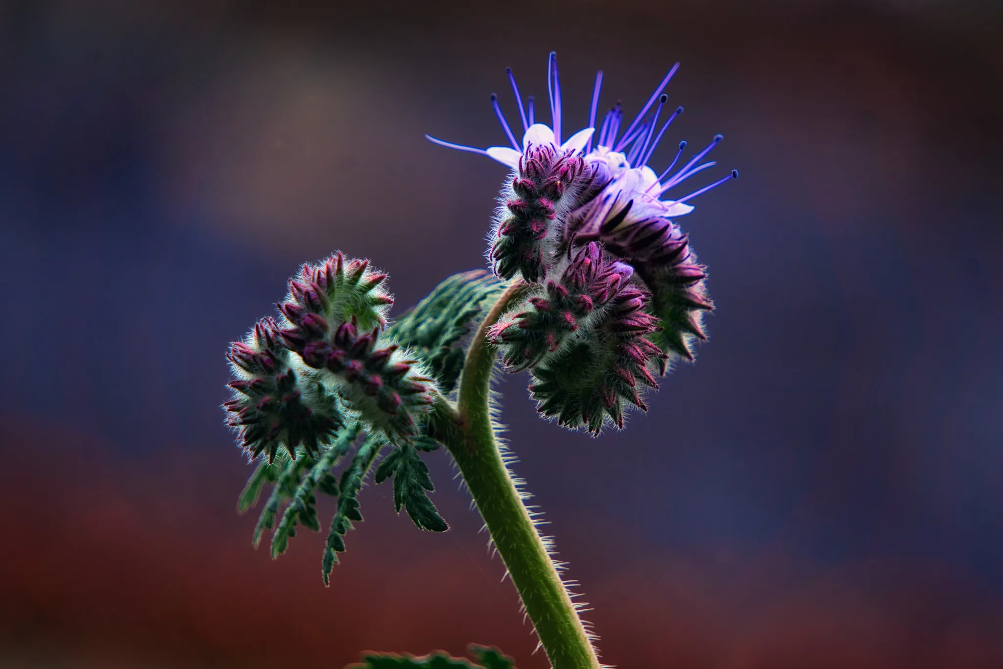 Poppy & Phacelia