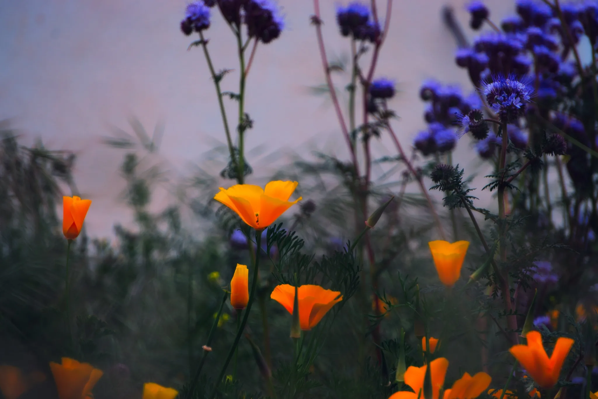Poppy & Phacelia