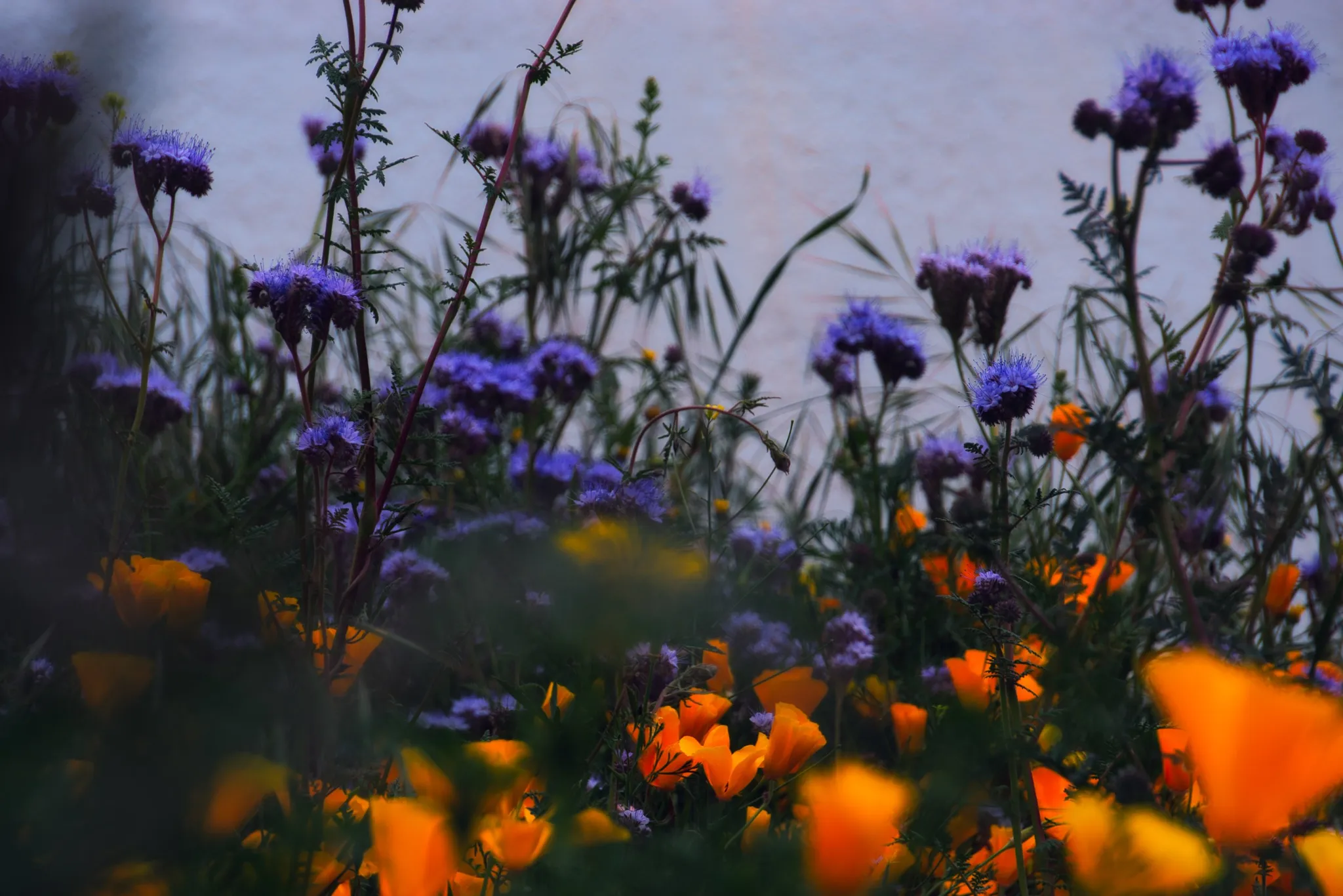 Poppy & Phacelia