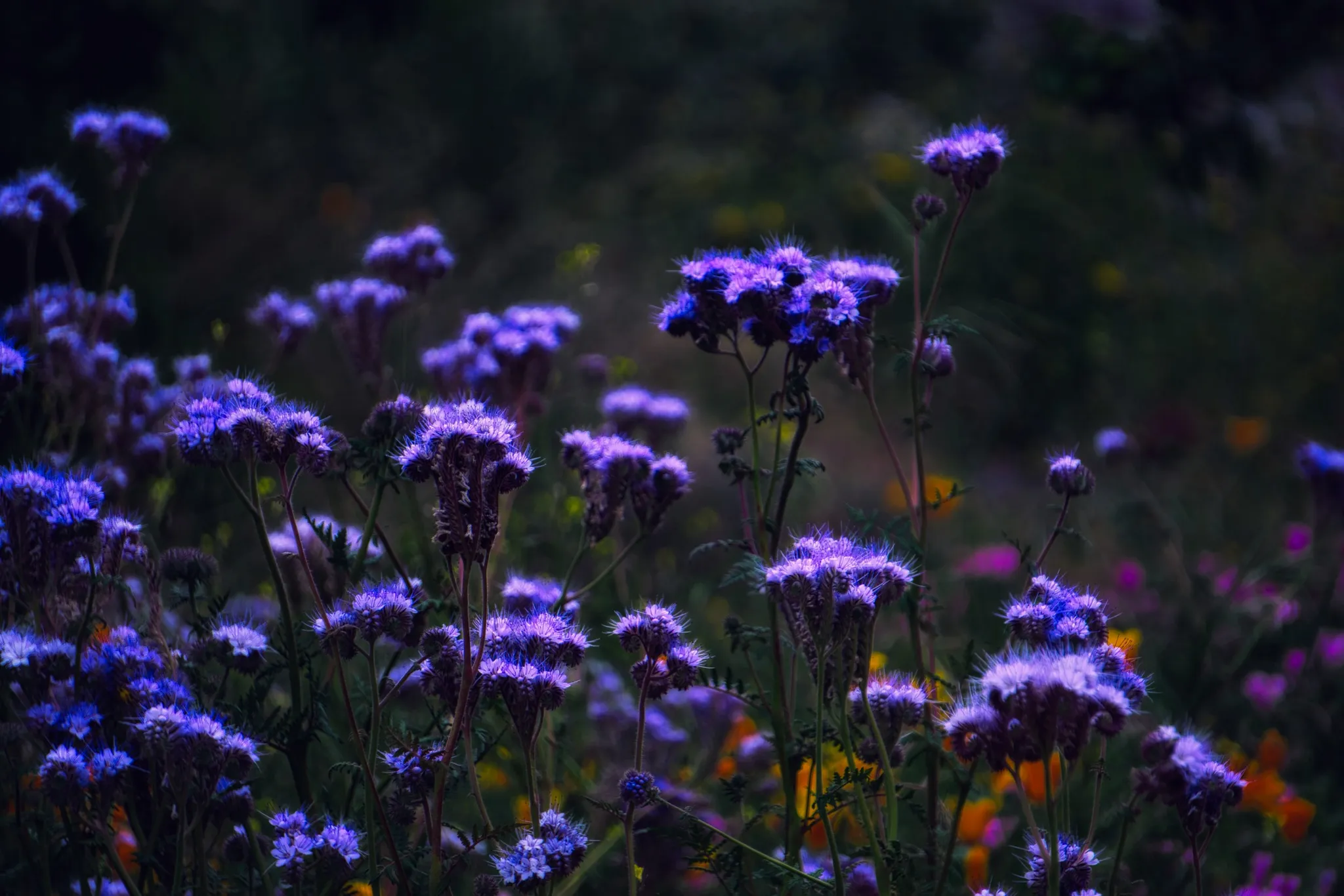 Poppy & Phacelia