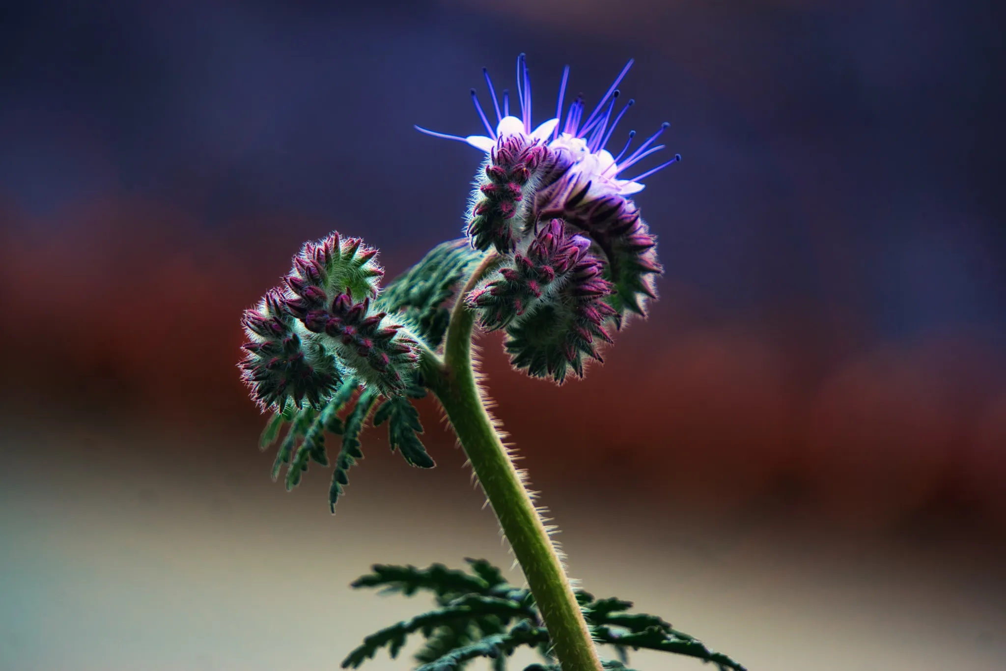 Poppy & Phacelia