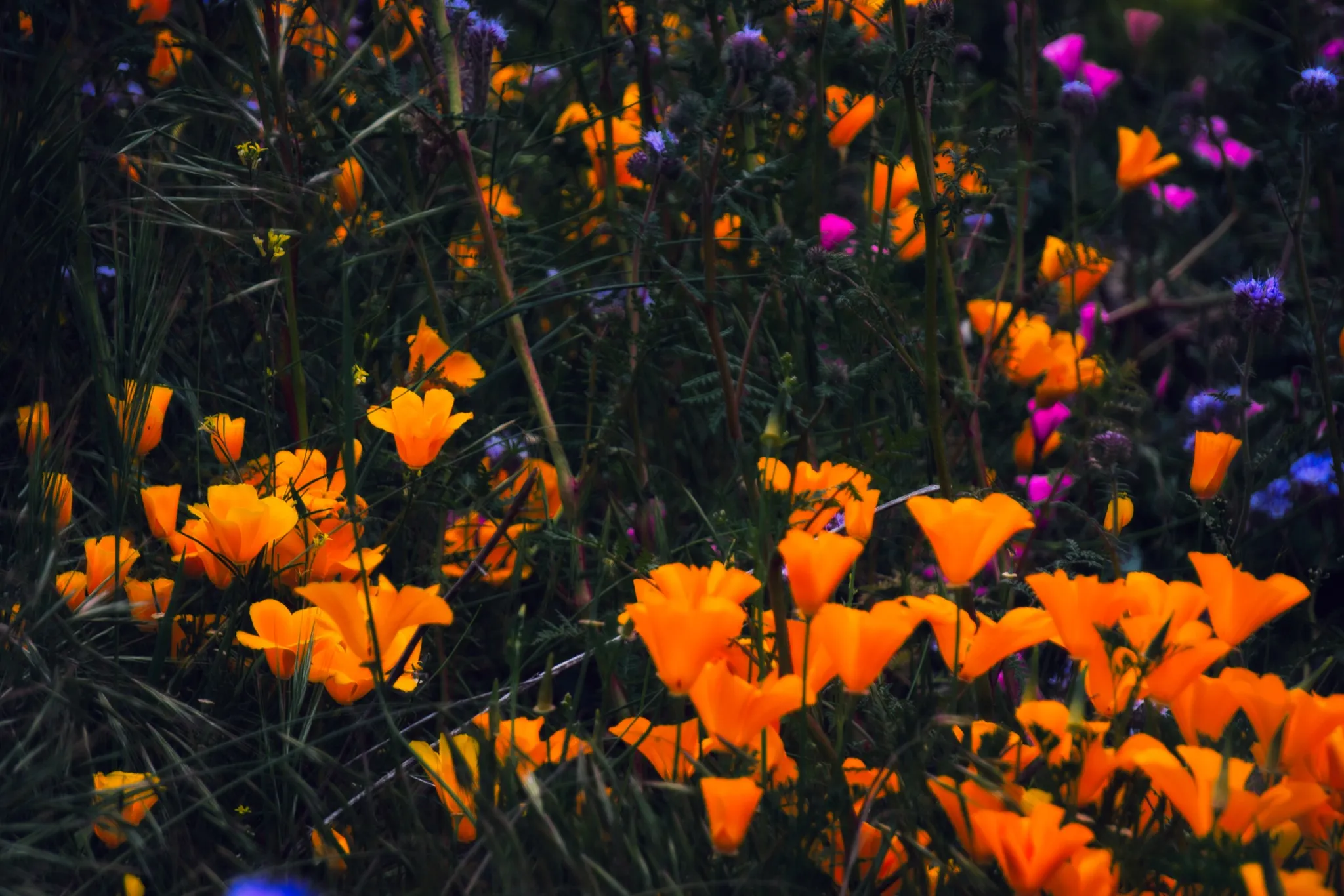 Poppy & Phacelia