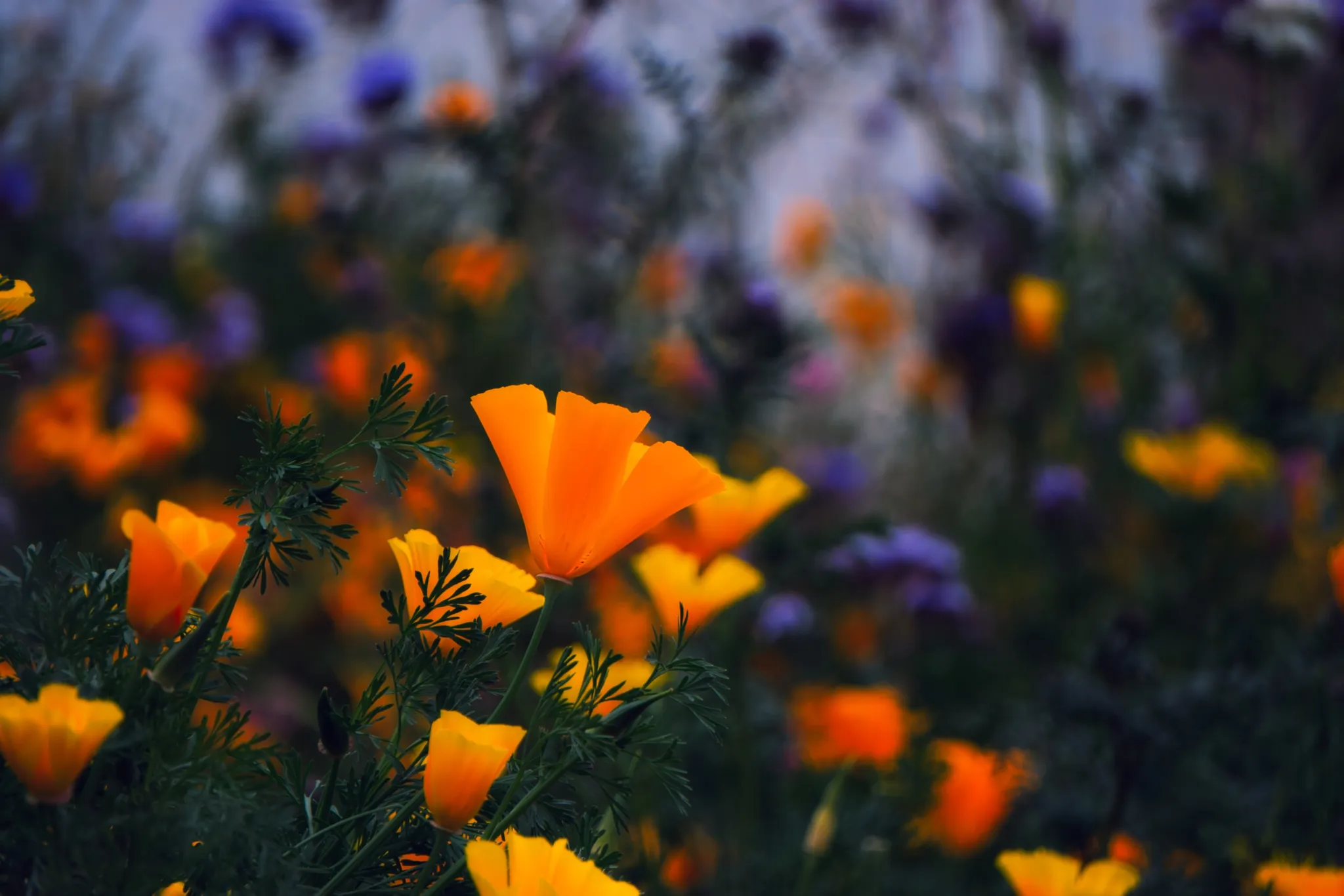 Poppy & Phacelia