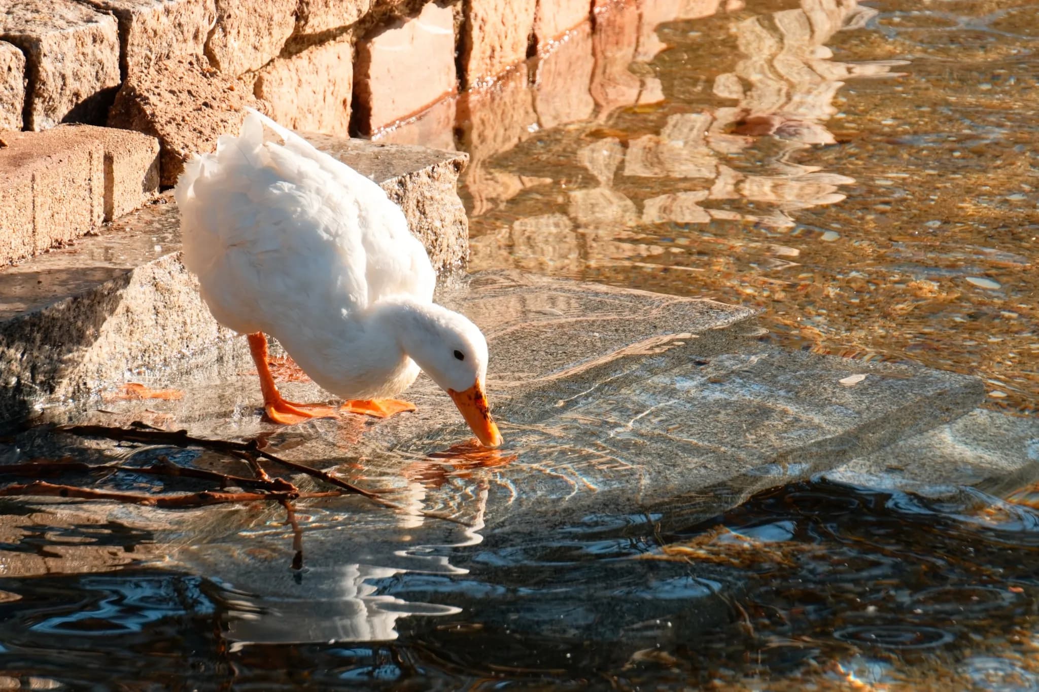 Un Pato en Córdoba